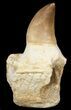 Rooted Mosasaur Tooth - Morocco #38178-1